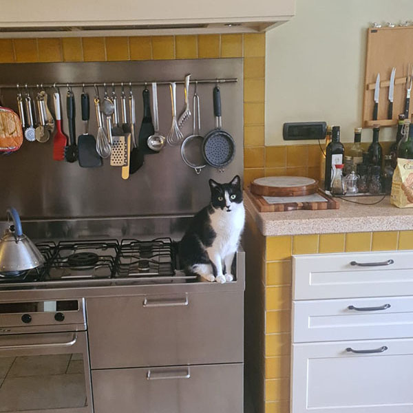 Waiting for the human cook.